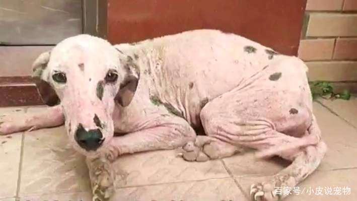 三只流浪狗感受到爱的样子，真的好暖