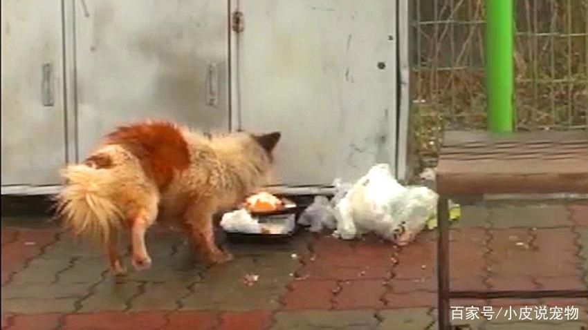 三只流浪狗感受到爱的样子，真的好暖