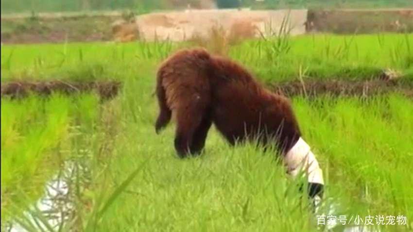 三只流浪狗感受到爱的样子，真的好暖