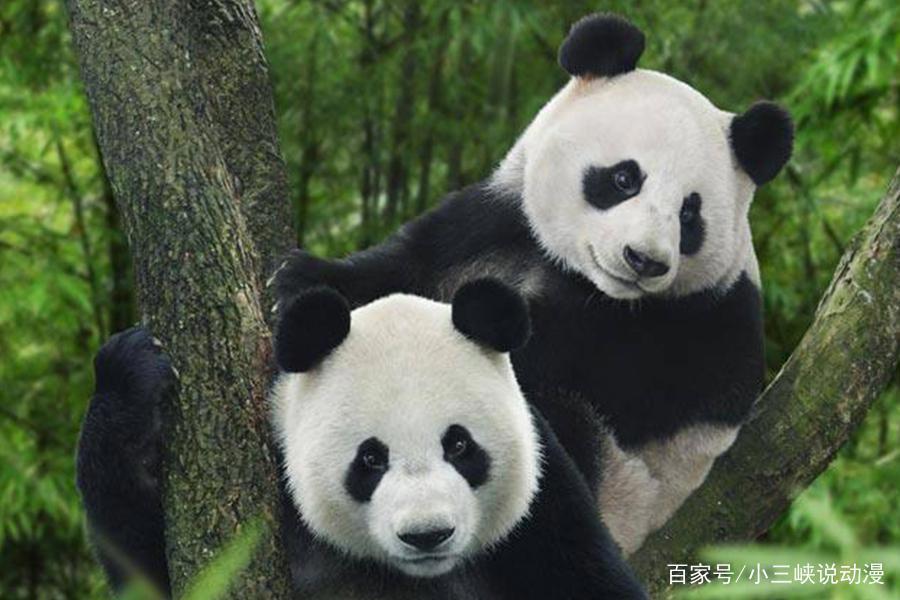 熊猫什么最可爱了，动漫好萌物，国宝大搜寻