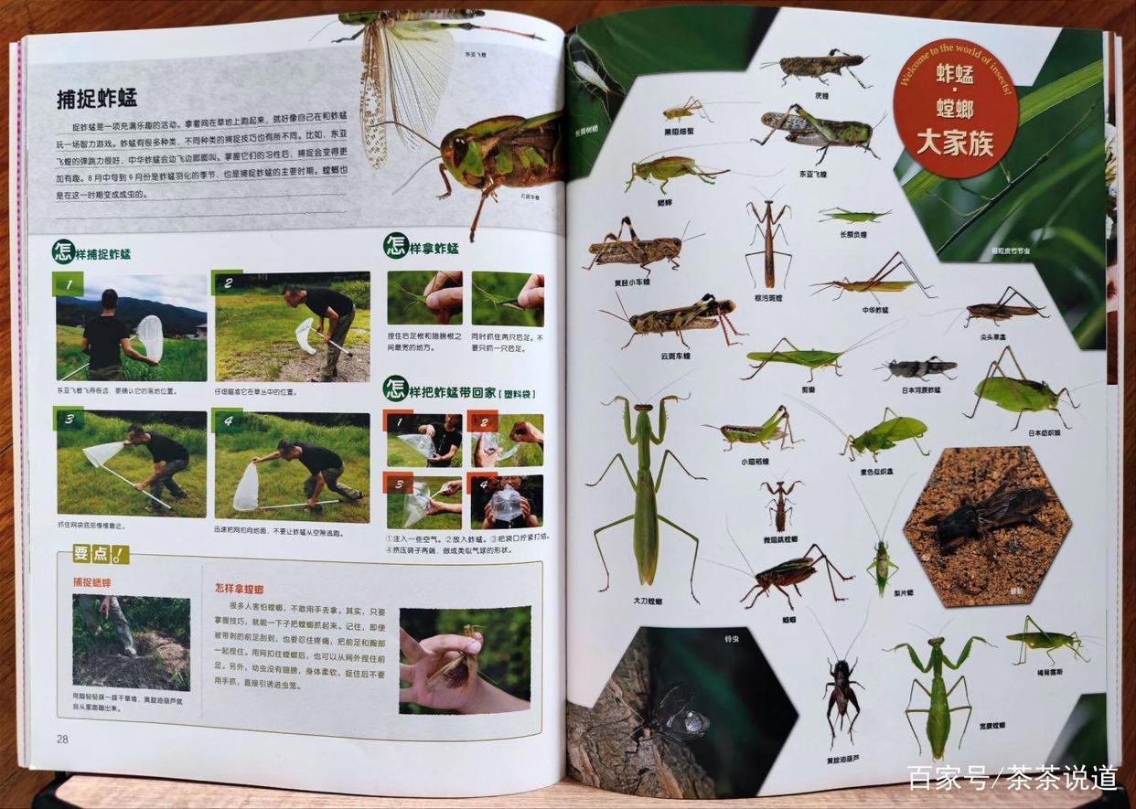 暑假作业出现昆虫类题目，孩子看都不要看就拒绝？这样处理就对了