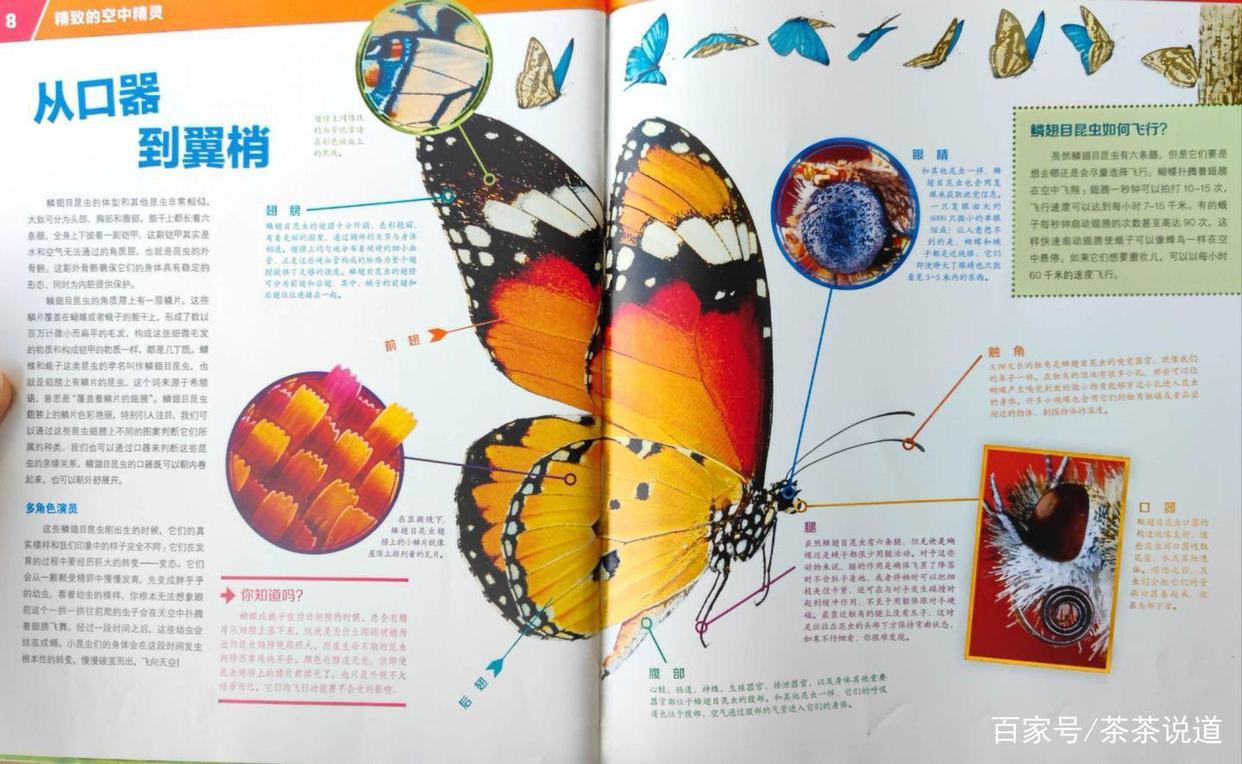 暑假作业出现昆虫类题目，孩子看都不要看就拒绝？这样处理就对了