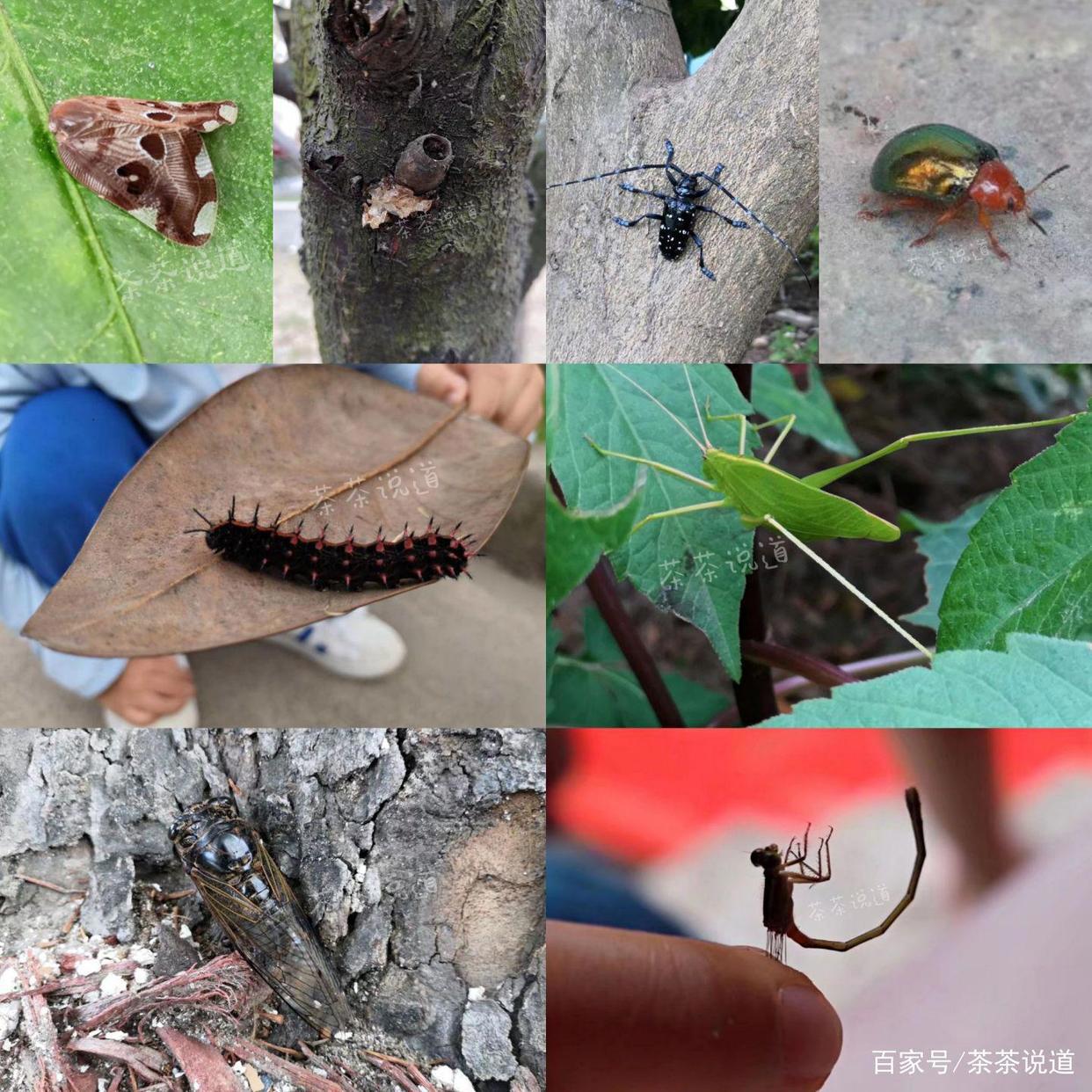 暑假作业出现昆虫类题目，孩子看都不要看就拒绝？这样处理就对了