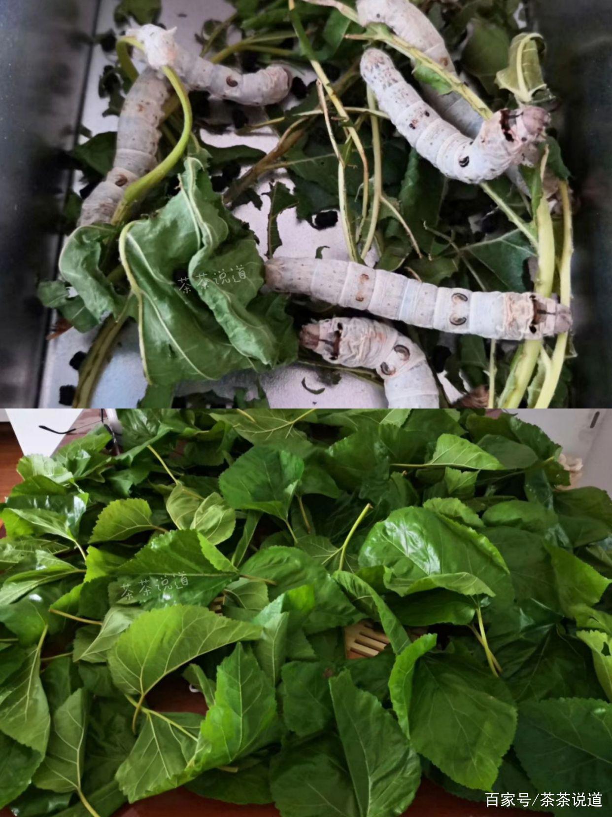 暑假作业出现昆虫类题目，孩子看都不要看就拒绝？这样处理就对了