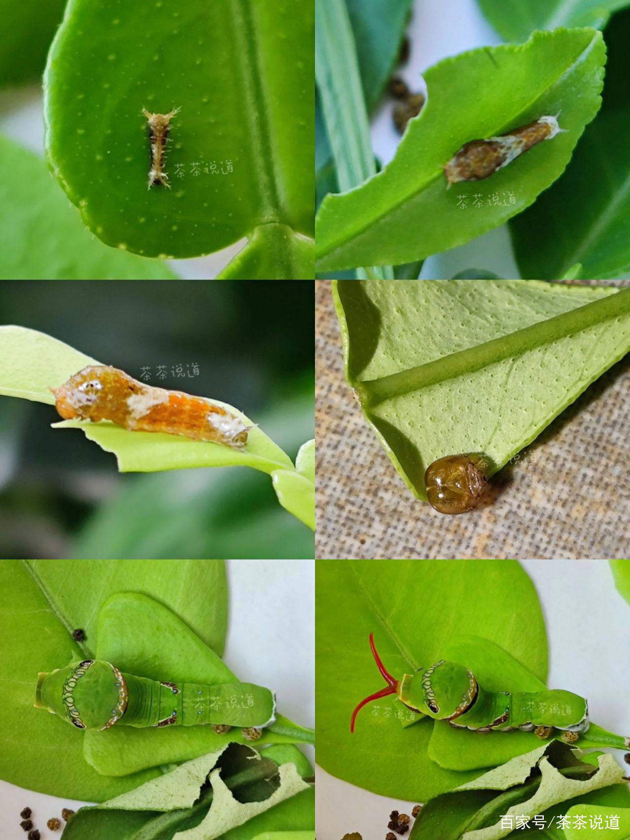 暑假作业出现昆虫类题目，孩子看都不要看就拒绝？这样处理就对了