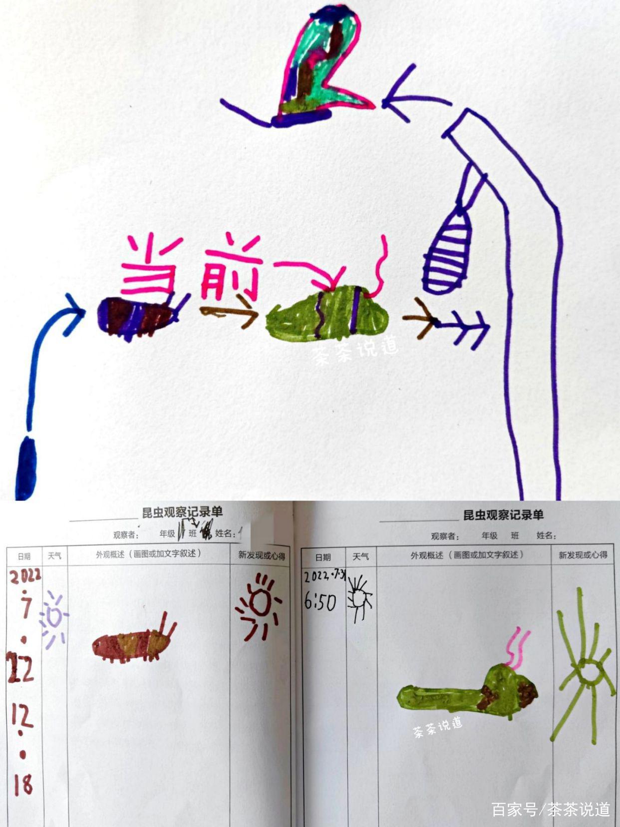 暑假作业出现昆虫类题目，孩子看都不要看就拒绝？这样处理就对了