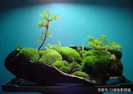 花2亿拍虫子，值！