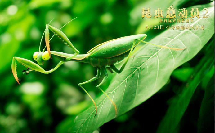 《昆虫总动员2》定档8月23日小昆虫对撞“速激”必有大抱负