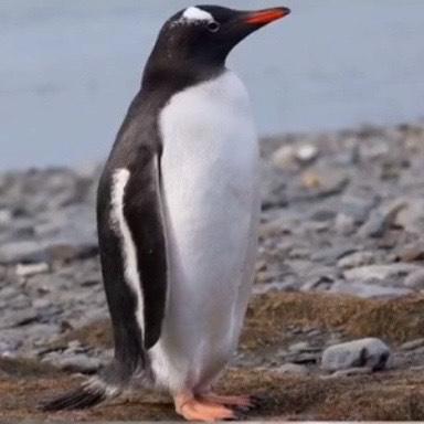 用胡萝卜cos神罗天征，用薯片扮演唐老鸭？这位大哥的cos有精髓！