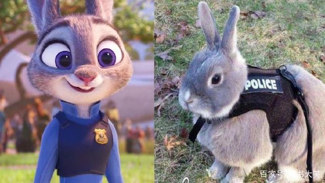 疯狂动物城角色穿越到现实生活后，朱迪萌化人心，牛局长超搞笑