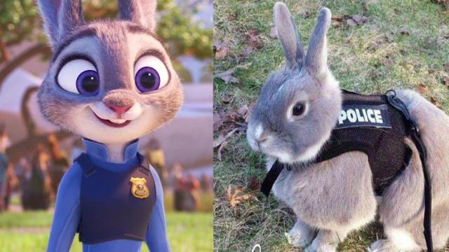 当《疯狂动物城》来到了真实的世界，朱迪萌化人心，闪电傻得可爱