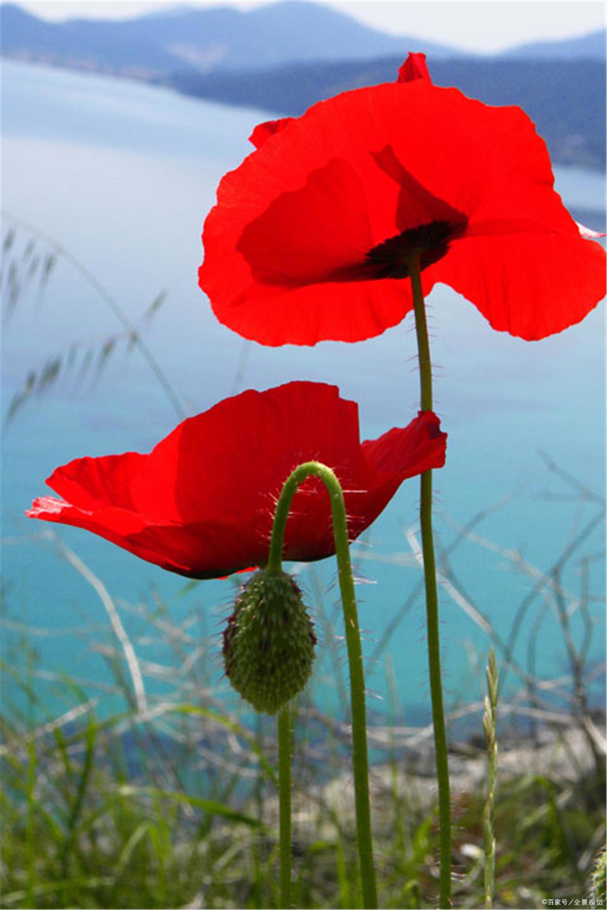 观《飞屋环游记》有感