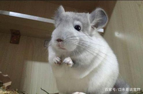 龙猫：从动漫中走出来的萌宠，现实比动漫萌一万倍