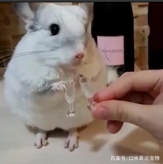 龙猫：从动漫中走出来的萌宠，现实比动漫萌一万倍