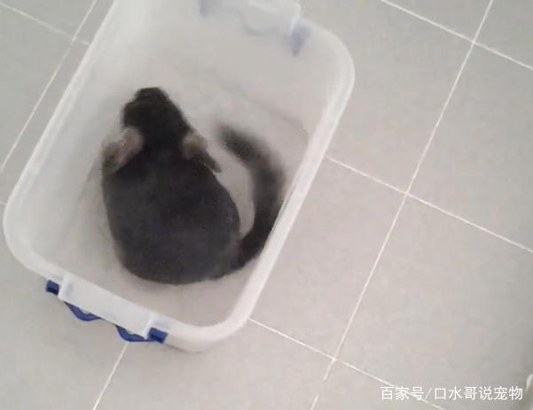 龙猫：从动漫中走出来的萌宠，现实比动漫萌一万倍