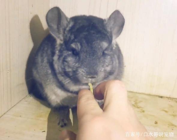 龙猫：从动漫中走出来的萌宠，现实比动漫萌一万倍