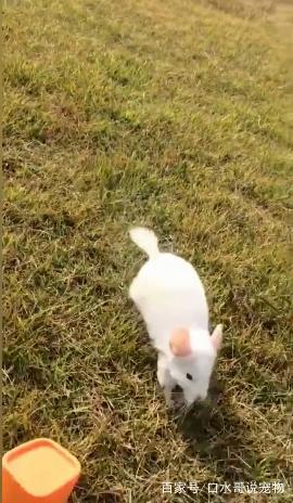 龙猫：从动漫中走出来的萌宠，现实比动漫萌一万倍