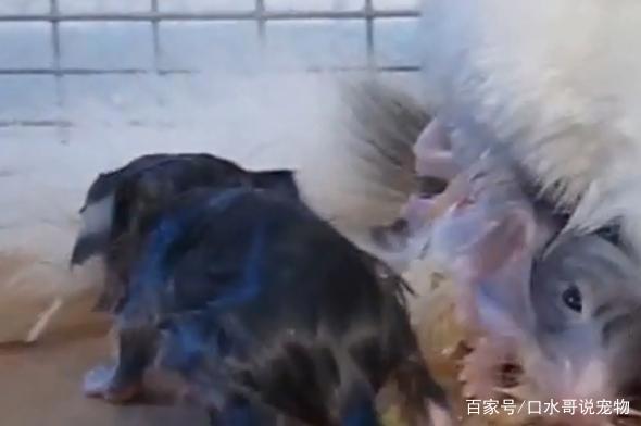 龙猫：从动漫中走出来的萌宠，现实比动漫萌一万倍