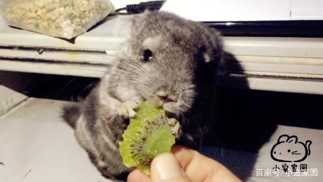 宫崎骏动画片里的龙猫真实存在，呆萌可爱还很聪明，要不要养？