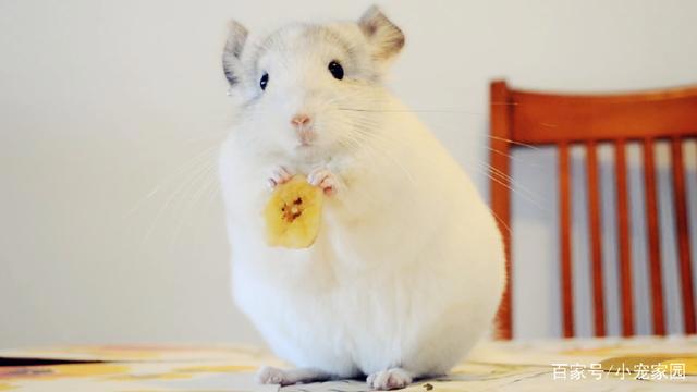 宫崎骏动画片里的龙猫真实存在，呆萌可爱还很聪明，要不要养？