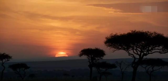 高能还原！《狮子王》真人版将二次元动画，毫米级搬运到荧幕上！