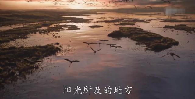 高能还原！《狮子王》真人版将二次元动画，毫米级搬运到荧幕上！