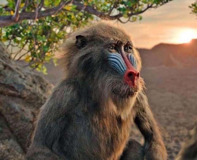 国产动漫太差劲？新版《狮子王》太逼真，《熊出没》还是卡通水平