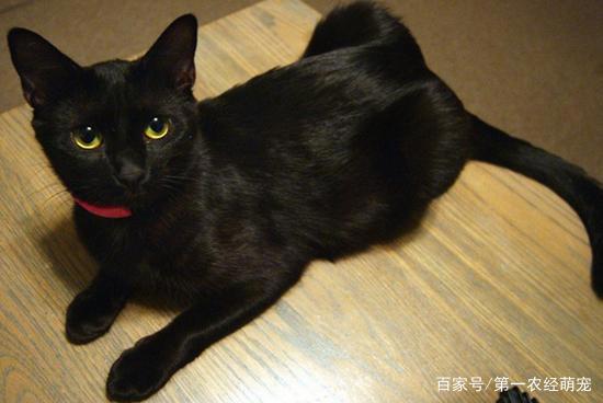 二次元碰撞三次元，动漫萌宠来袭！快来用“照妖镜”看看原型吧！