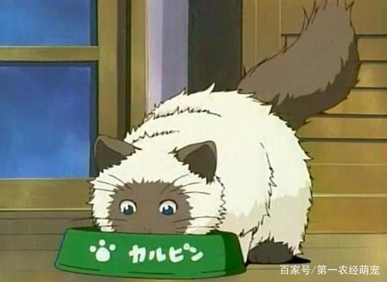 二次元碰撞三次元，动漫萌宠来袭！快来用“照妖镜”看看原型吧！