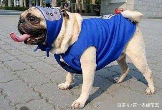 二次元碰撞三次元，动漫萌宠来袭！快来用“照妖镜”看看原型吧！