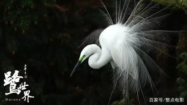 等了一整年，压轴大戏它来了
