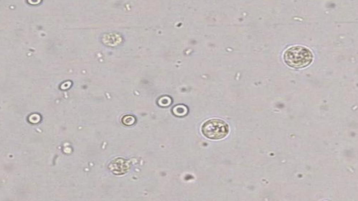 细胞如何运转？漫画电影工作细胞科普，医生告诉你细胞运行真相