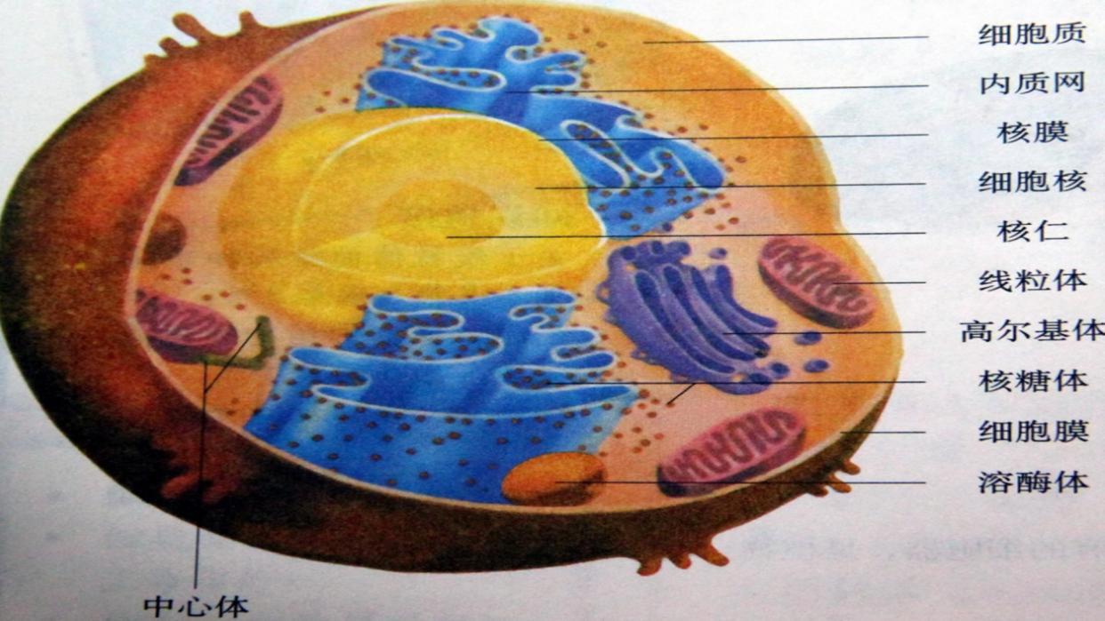 细胞如何运转？漫画电影工作细胞科普，医生告诉你细胞运行真相