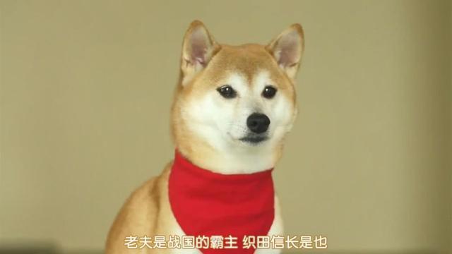 看《织田肉桂信长》，聊日本战国历史