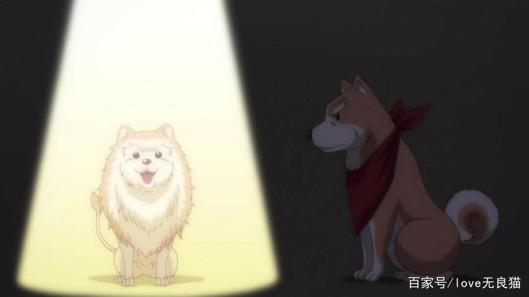 织田肉桂信长：夏天限定新造型，查理变身贵妃，肉桂与狗友开车