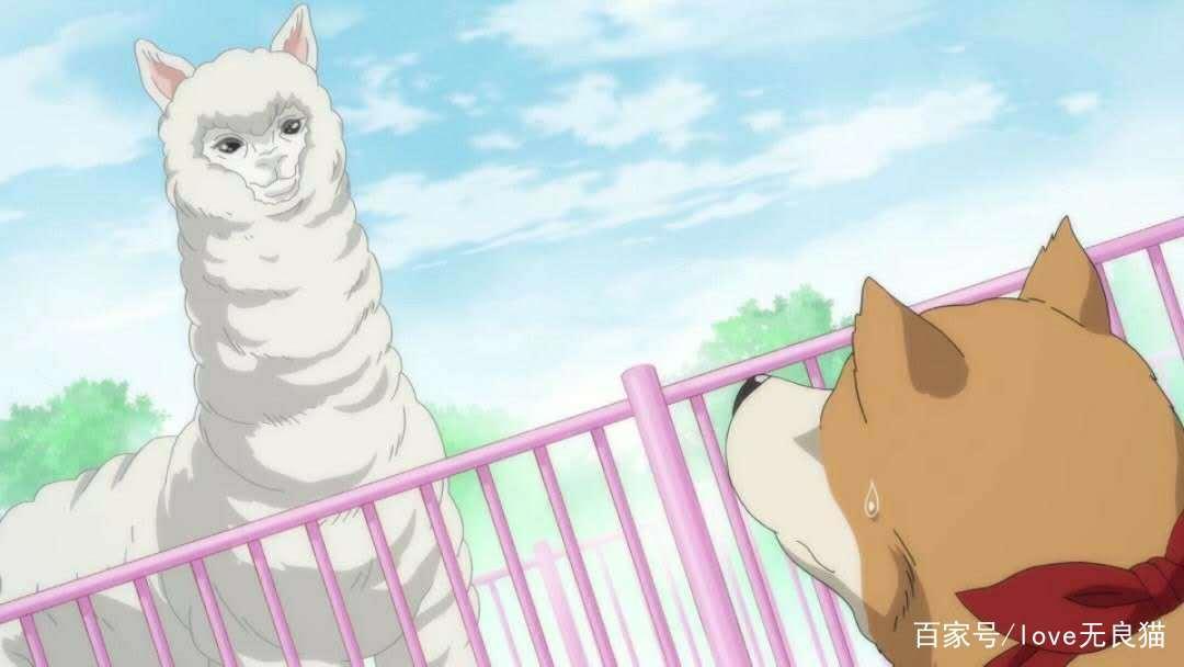 织田肉桂信长：夏天限定新造型，查理变身贵妃，肉桂与狗友开车