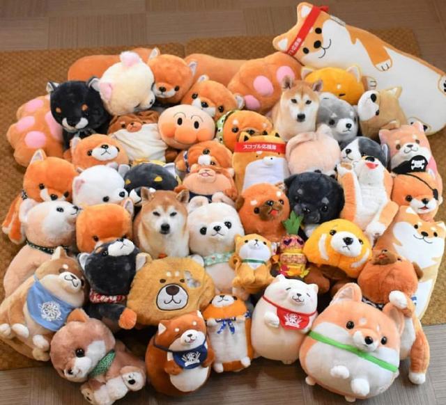 日本网友吐槽：给自家狗买了一堆玩偶，结果狗好像不见了