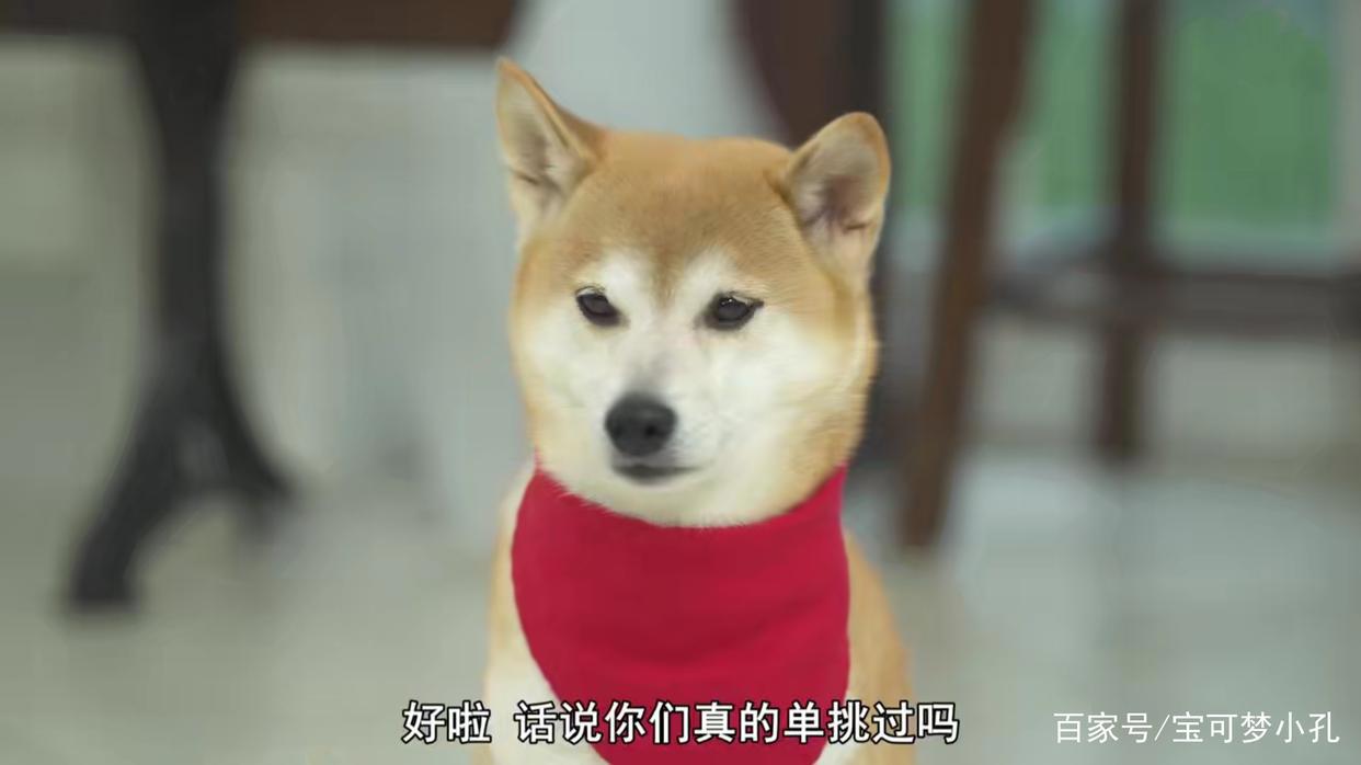 没想到来世居然转世成了小狗，这部动漫最棒的亮点竟然是花絮