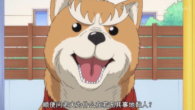 最逗1月新番，日本著名武将临终前耍帅，结果真的转生成狗了！