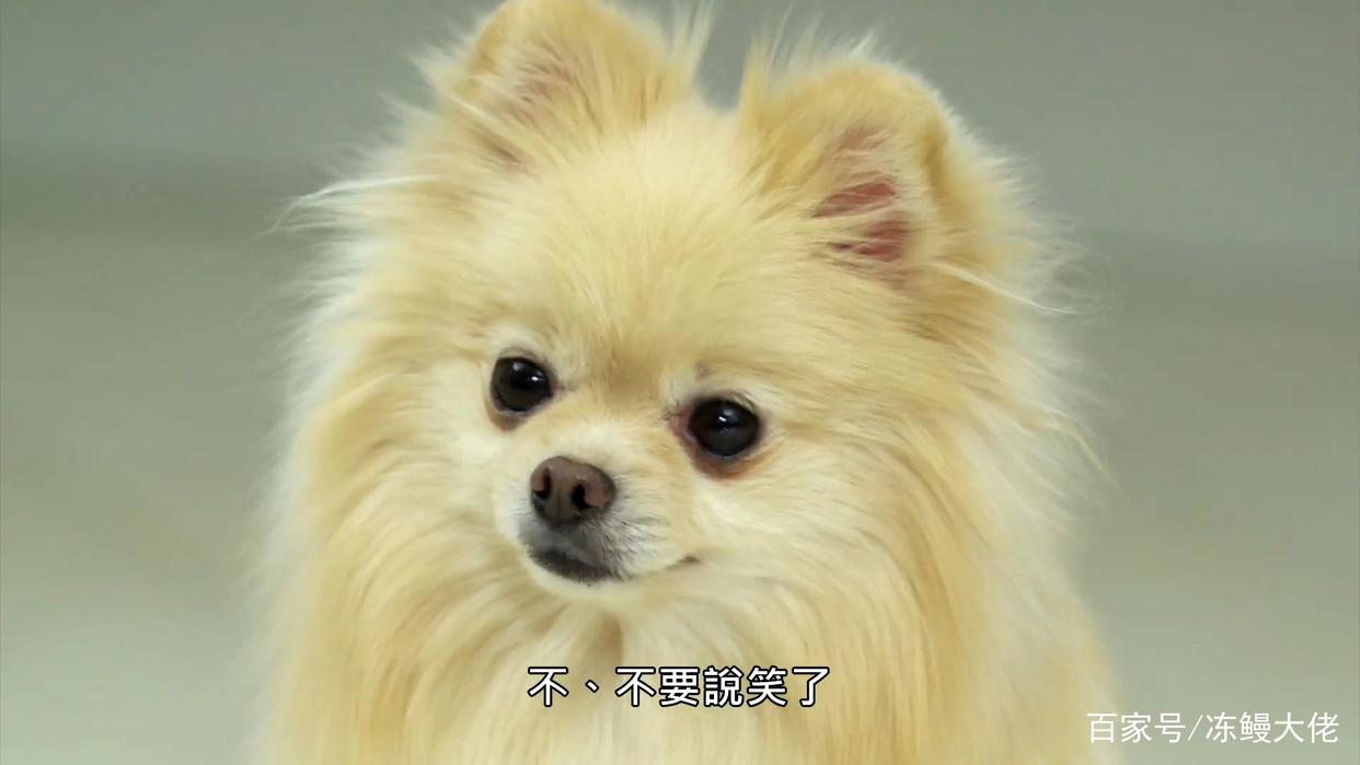 织田信长和明智光秀谈恋爱？这部动漫脑洞太大，调侃历史