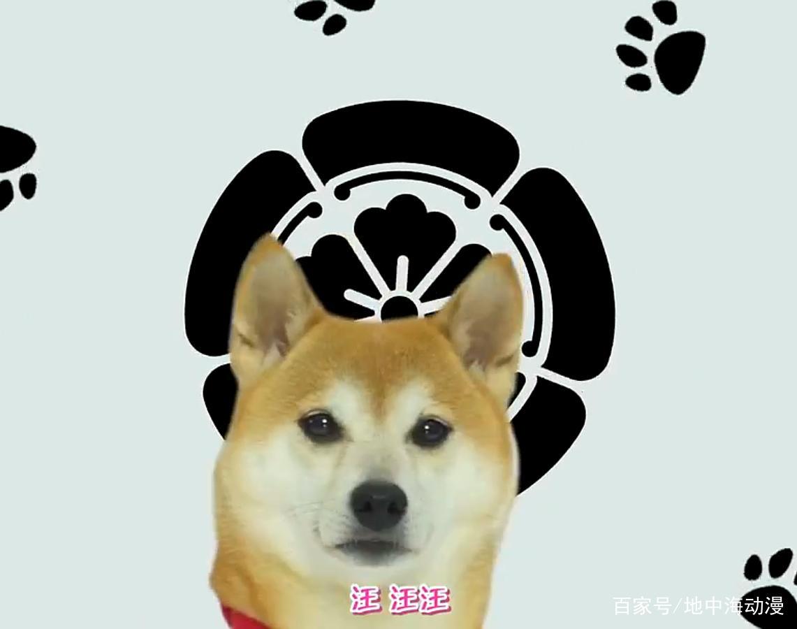 「新番推荐」辣爆眼睛的萌宠爆笑番——《织田肉桂信长》