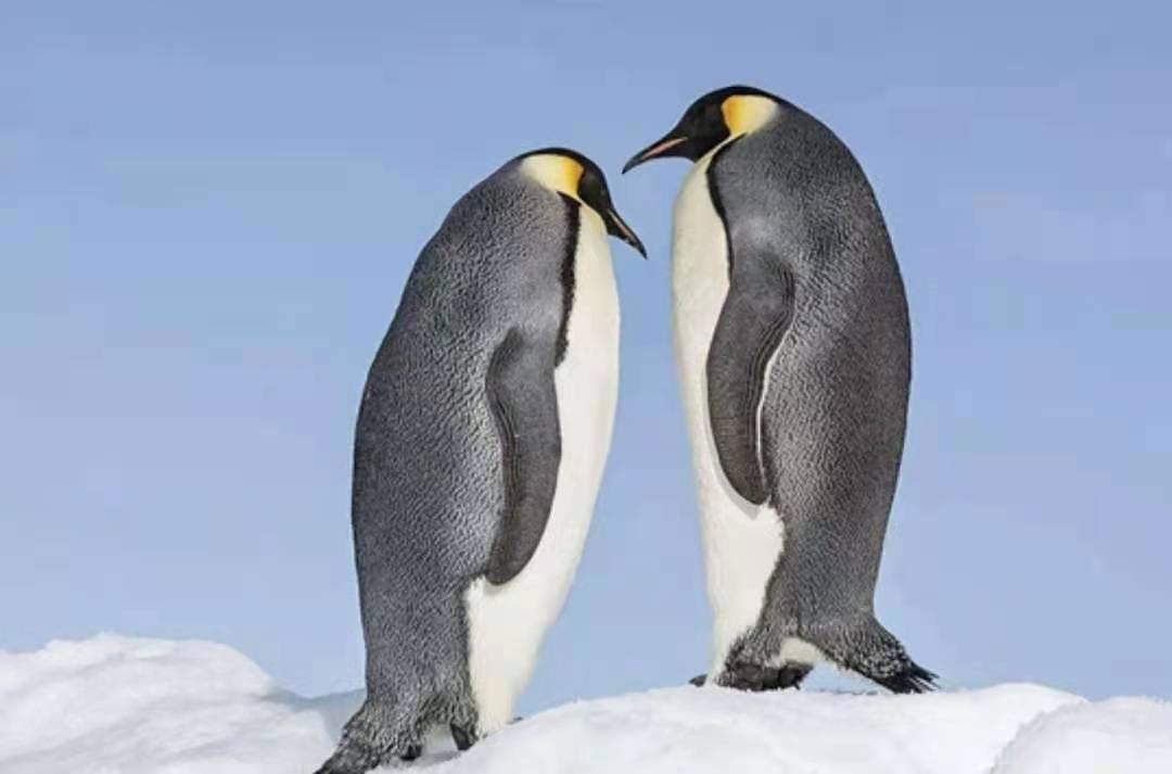 世界大冰山已融化分裂，名存实亡，《冰川时代》动画将成为传说