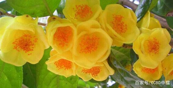 防城港金花茶IP千亿产业战略构想