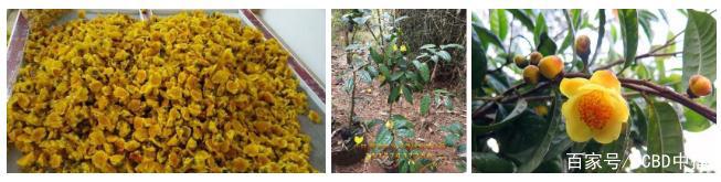 防城港金花茶IP千亿产业战略构想