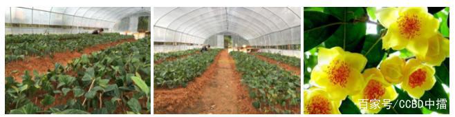 防城港金花茶IP千亿产业战略构想