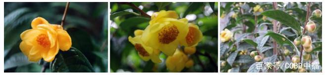 防城港金花茶IP千亿产业战略构想