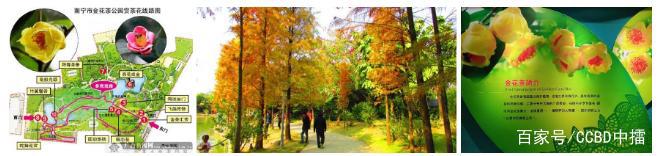 防城港金花茶IP千亿产业战略构想