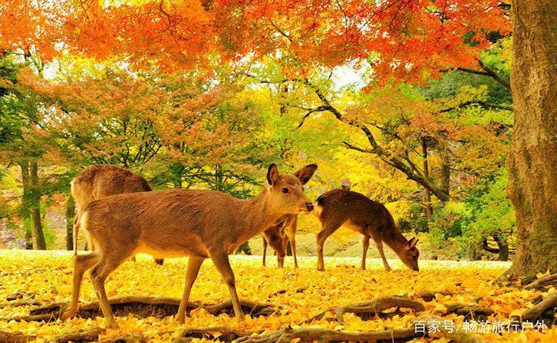 请查收！2019超详细日本旅游攻略干货篇！