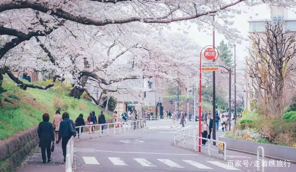 2020第一波樱花前线来了，粉了粉了