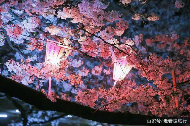 2020第一波樱花前线来了，粉了粉了